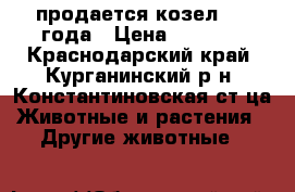 продается козел,1.5 года › Цена ­ 2 000 - Краснодарский край, Курганинский р-н, Константиновская ст-ца Животные и растения » Другие животные   